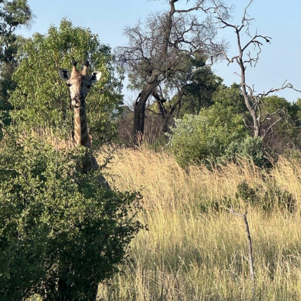 Ndlovukazi guest moment