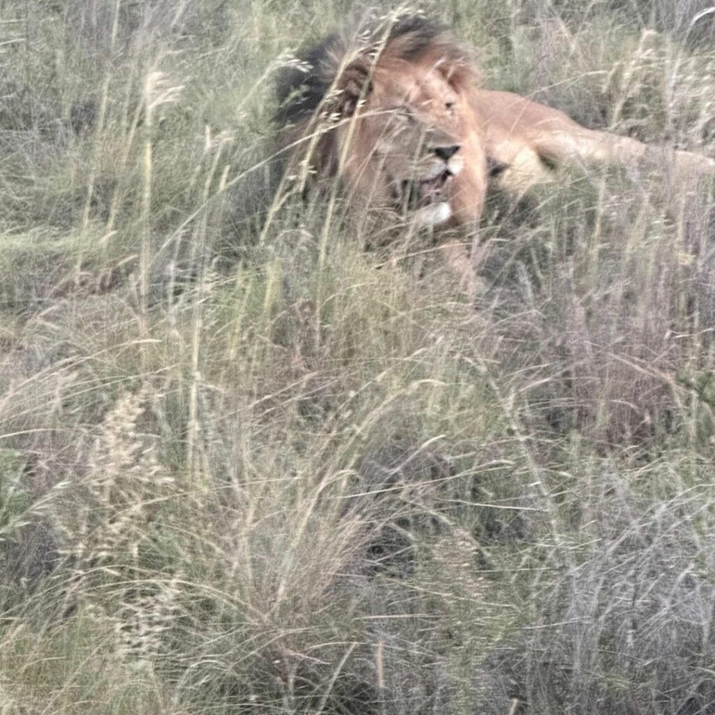 Lion, up close